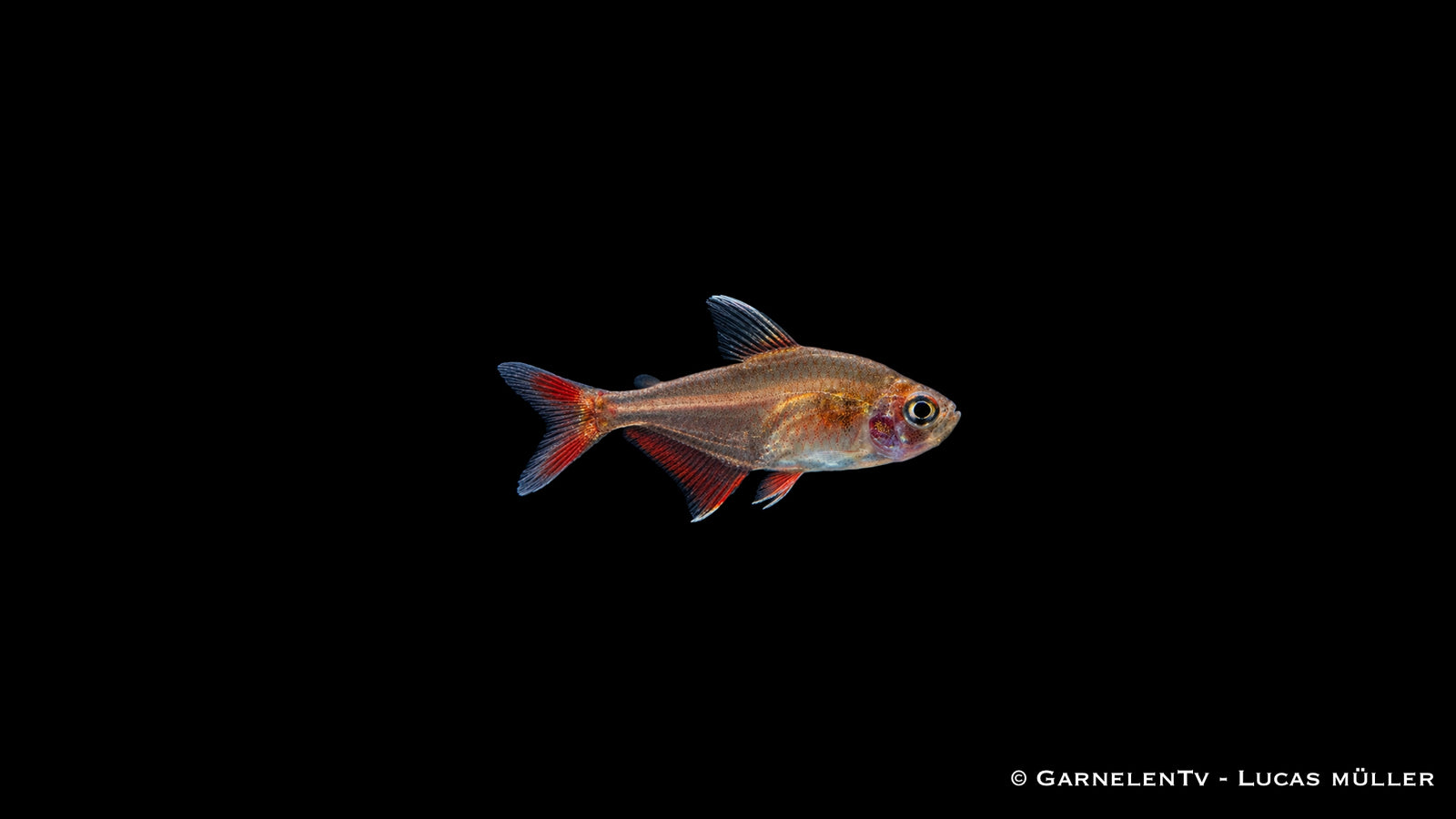 Schmucksalmler - Hyphessobrycon bentosi - DNZ
