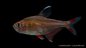 Schwarm von Hyphessobrycon bentosi in einem bepflanzten Becken