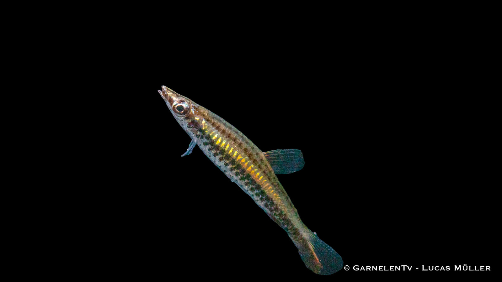 Schrägsteher Nannostomus unifasciatus in aquarium
