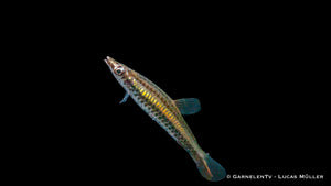 Schrägsteher Nannostomus unifasciatus in aquarium

