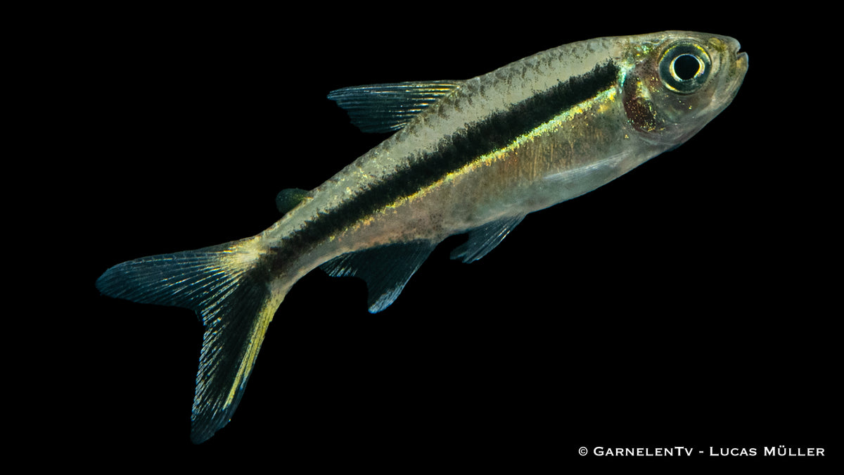 Schwarmfisch mit schwarz-weißer Streifenzeichnung