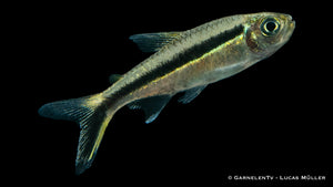 Schwarmfisch mit schwarz-weißer Streifenzeichnung