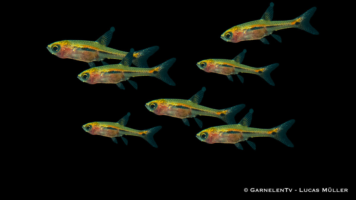 Schwanzstreifenrasbora (Boraras urophthalmoides) im Aquarium