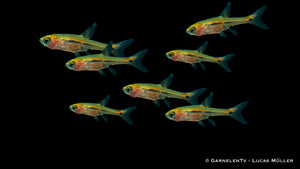 Schwanzstreifenrasbora (Boraras urophthalmoides) im Aquarium