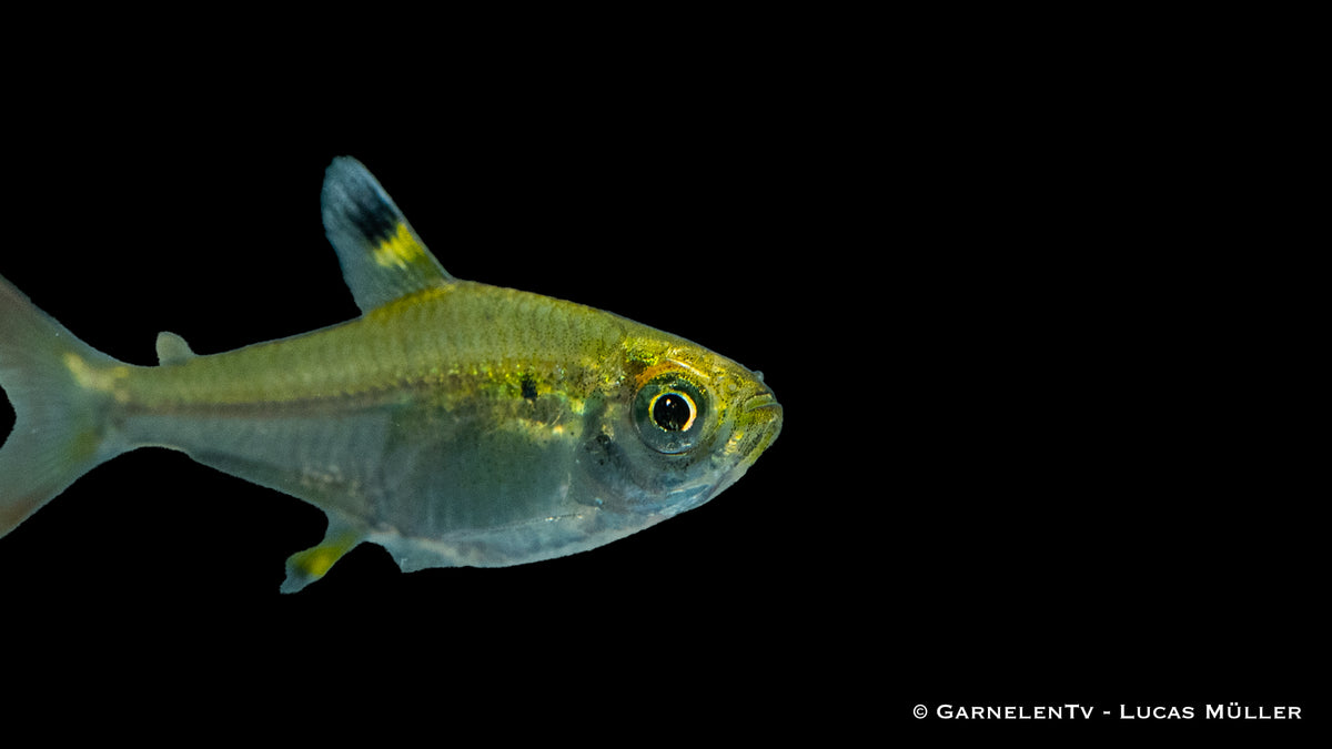 Schwarm von Pristella maxillaris im bepflanzten Aquarium