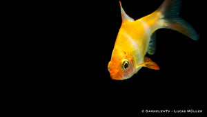 Schwarm von Sumatrabarben Gold XL