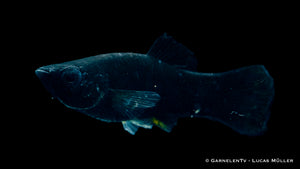 Black Molly im Gesellschaftsaquarium