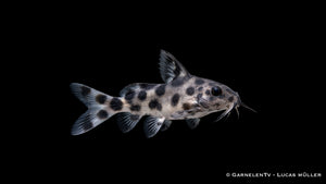 Schwarzer Fiederbartwels im Aquarium mit dunklem Bodengrund und Wurzelstruktur, natürliche Farbwirkung, detailreich und kontrastreich dargestellt