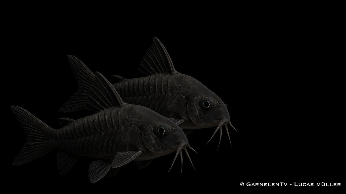 Schwarzer Metallpanzerwels - Corydoras aeneus "black"