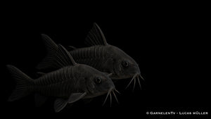 Schwarzer Metallpanzerwels - Corydoras aeneus "black"