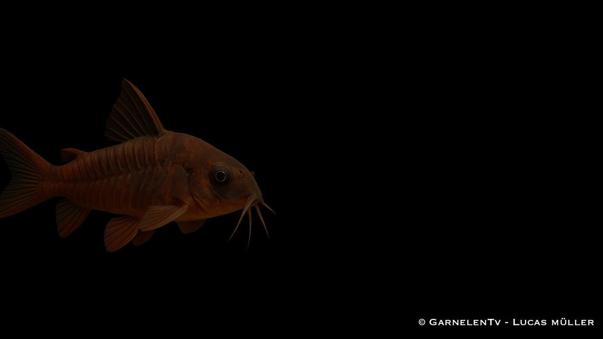 Schwarzer Metallpanzerwels - Corydoras aeneus "black"