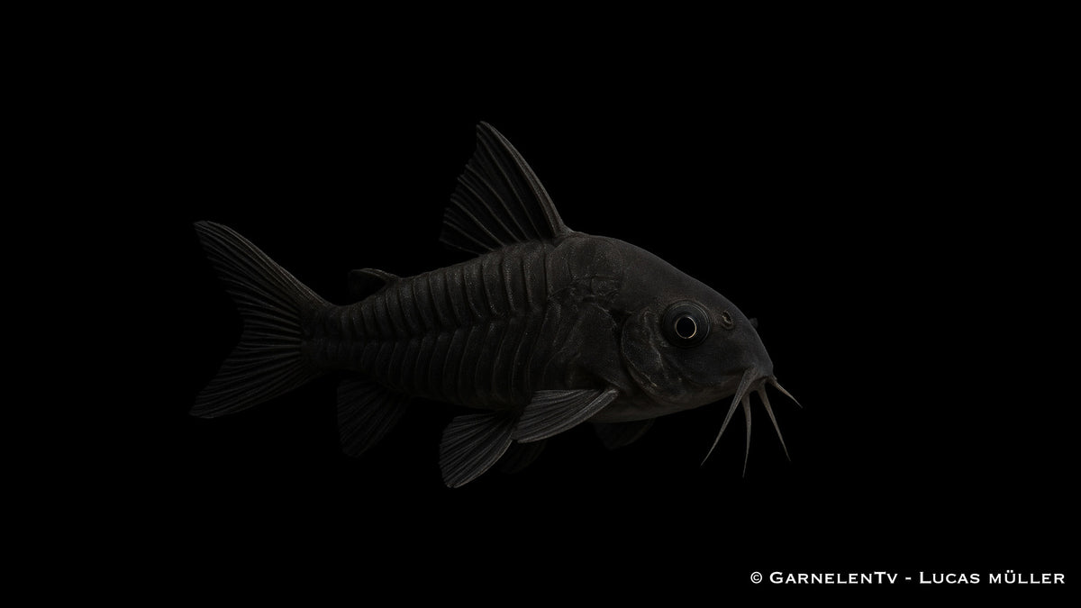 Schwarzer Metallpanzerwels - Corydoras aeneus "black"