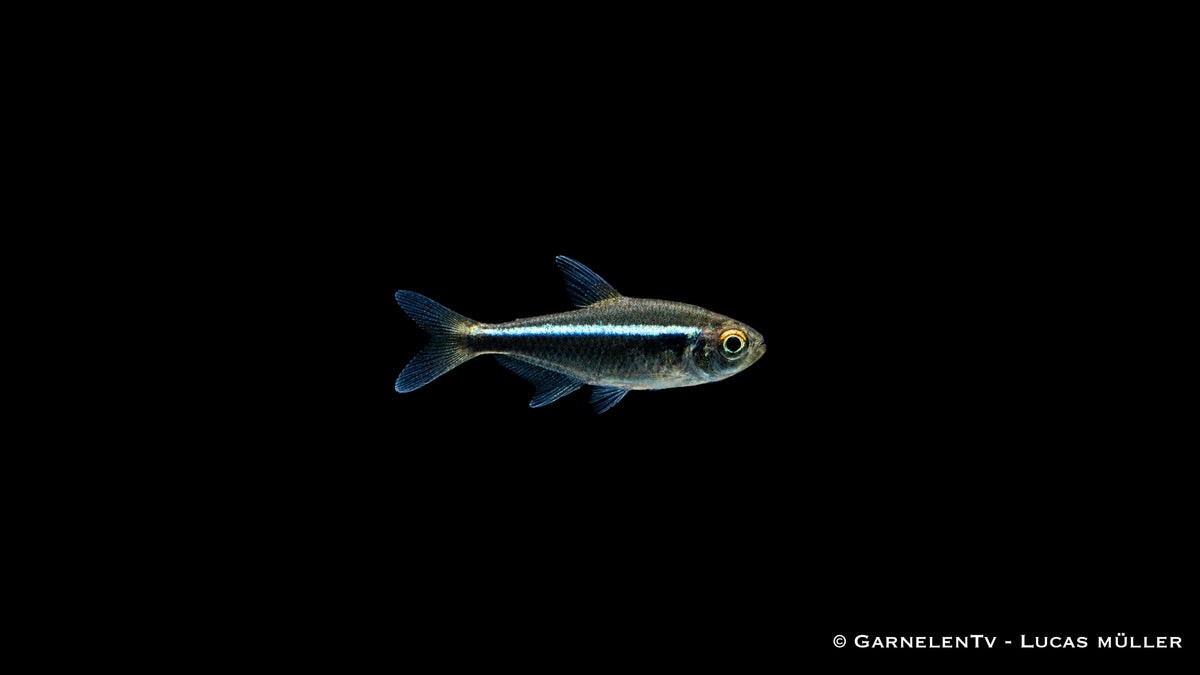 Schwarzer Neon - Hyphessobrycon herbertaxelrodi
