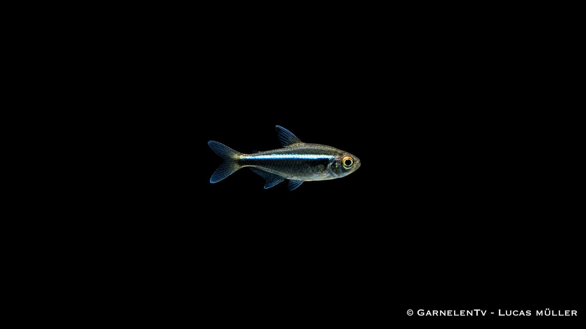 Schwarzer Neon - Hyphessobrycon herbertaxelrodi