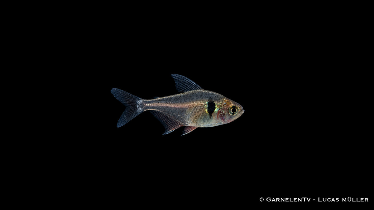 Schwarzer Phantomsalmler - Hyphessobrycon megalopterus