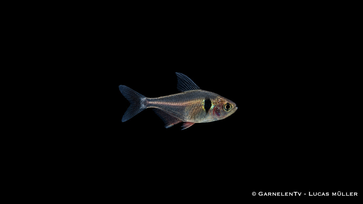 Schwarzer Phantomsalmler - Hyphessobrycon megalopterus