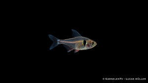 Schwarzer Phantomsalmler - Hyphessobrycon megalopterus