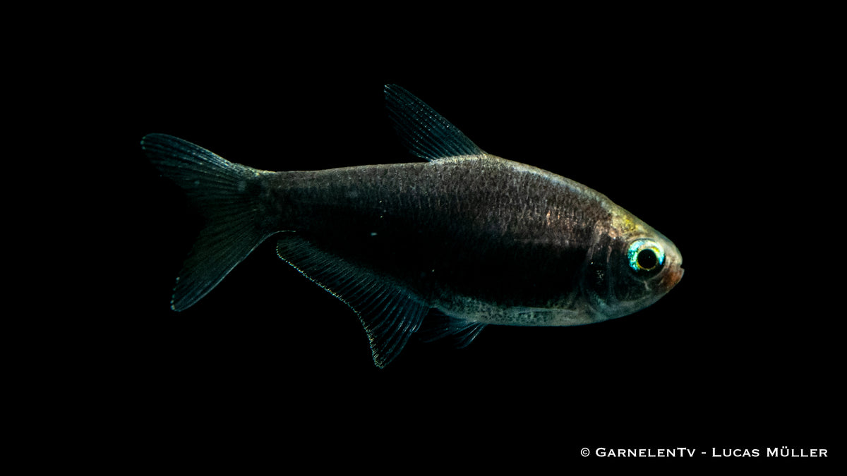Schwarzer Kaisertetra Zierfisch für Aquarien