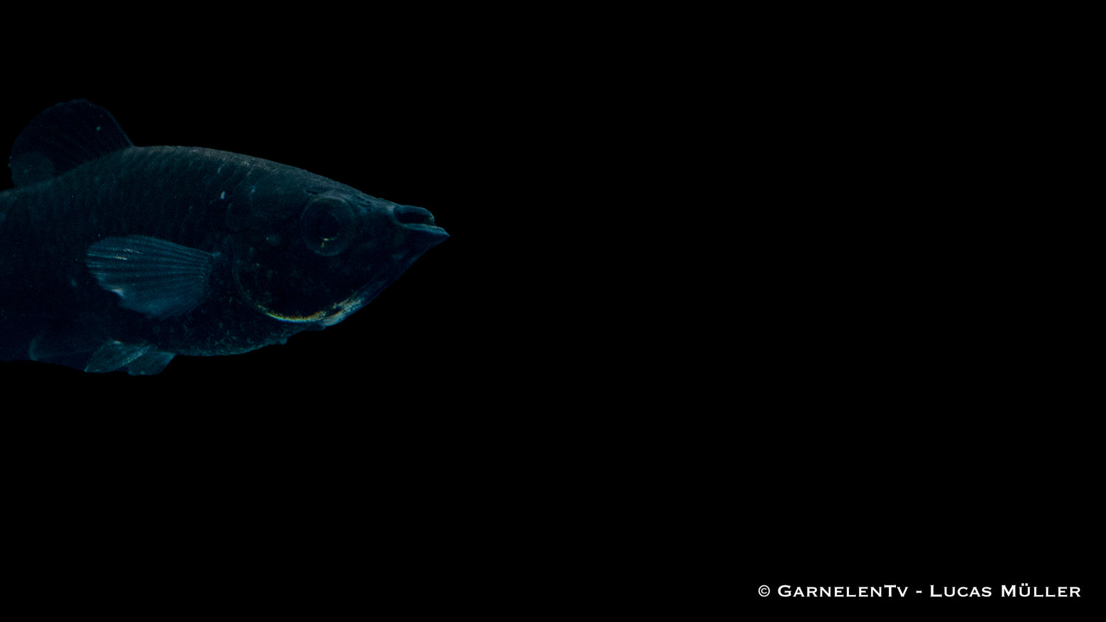 Molly schwarz (Poecilia sphenops) im Aquarium
