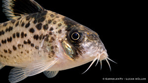 Corydoras leucomelas in Seitenansicht auf feinem Sand mit typischer Zeichnung