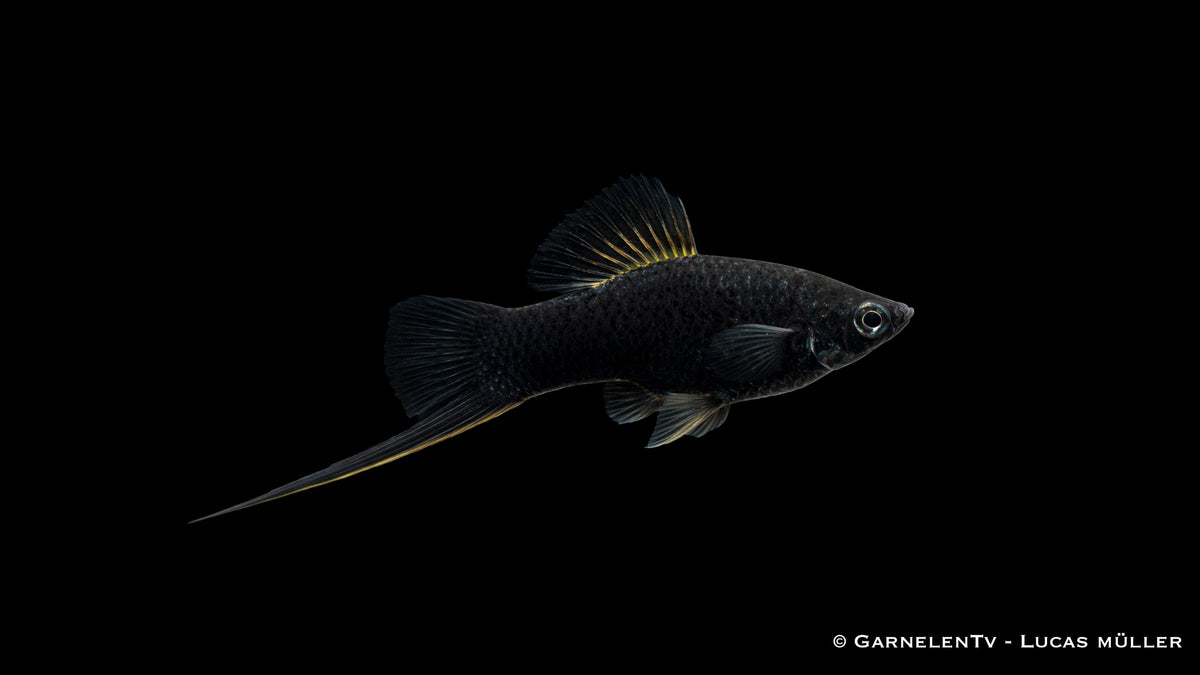Schwertträger "Schwarz" - Xiphophorus helleri