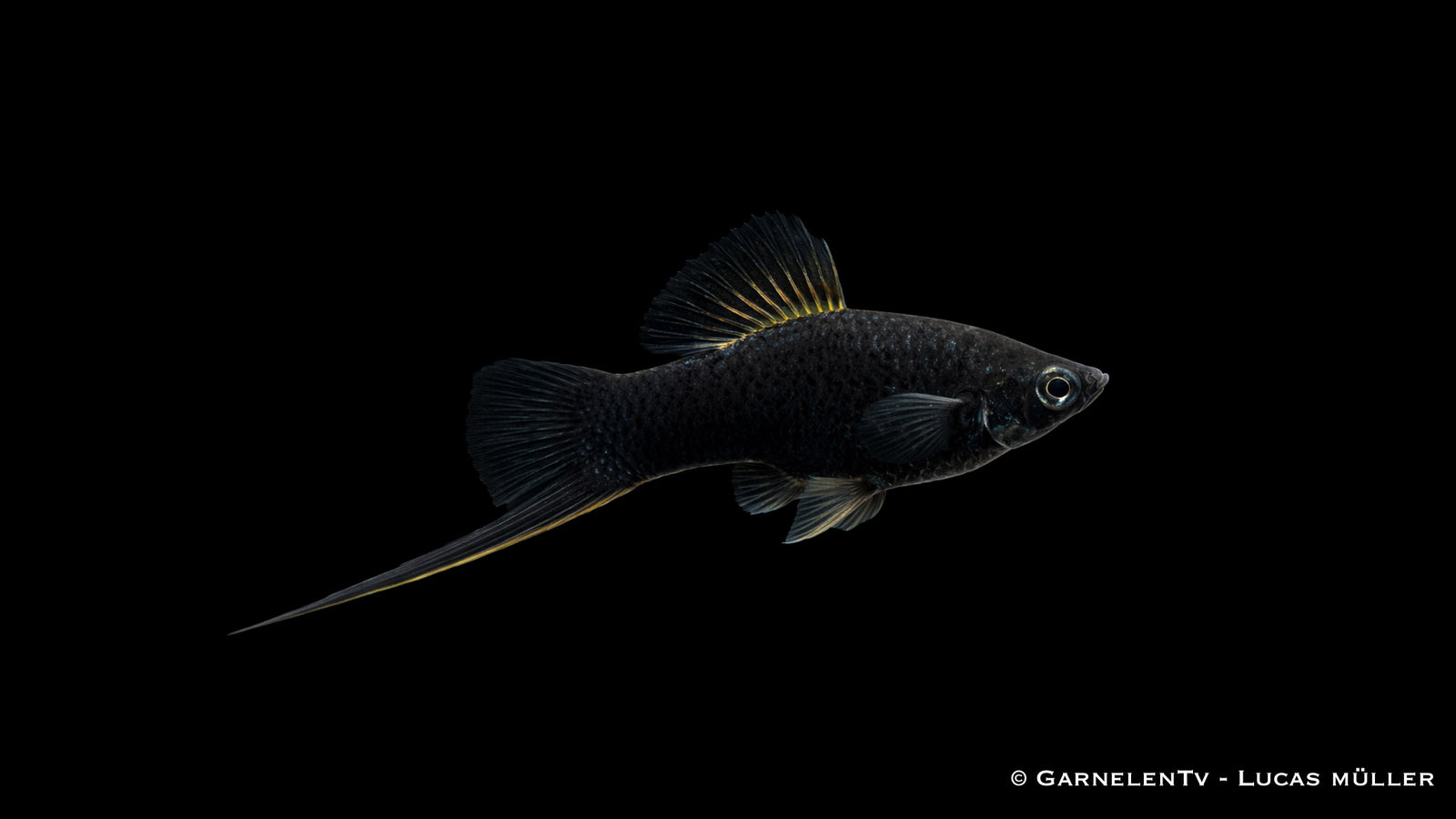 Schwertträger "Schwarz" - Xiphophorus helleri