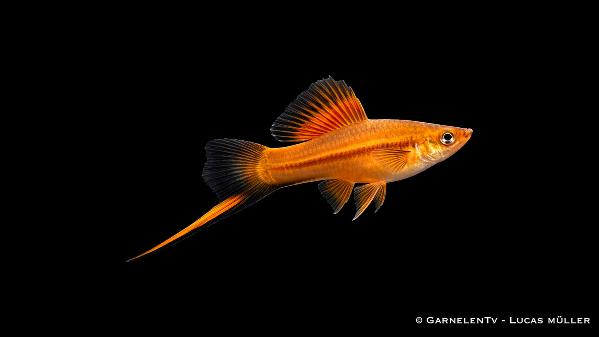 Schwertträger Hochflosse Rot Wagtail mit intensiver roter Körperfarbe und schwarzen Flossen im Aquarium
