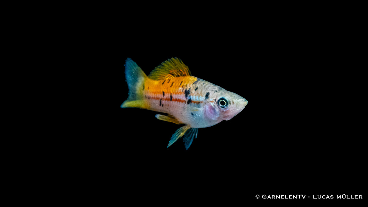 Schwertträger Atoyak mit langer Schwanzflosse im Aquarium