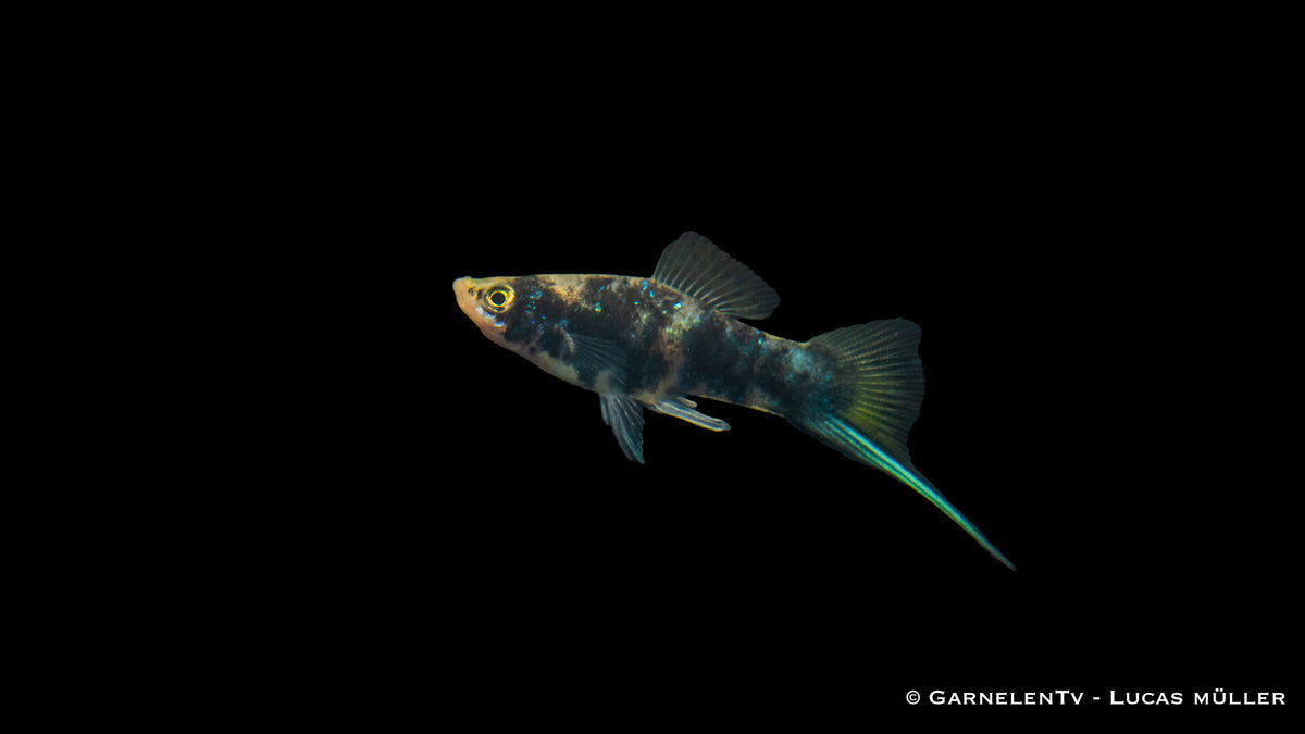 Schwertträger Shiro Utsuri (Xiphophorus helleri) im Aquarium