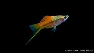 Schwertträger Neon (Xiphophorus helleri) im Aquarium