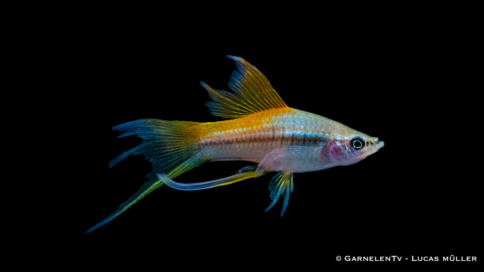 Schwertträger Neon (Xiphophorus helleri) im Aquarium