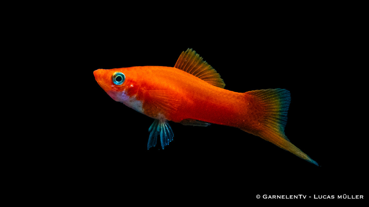 Schwarm von Schwertträgern Rot schwimmend im Aquarium