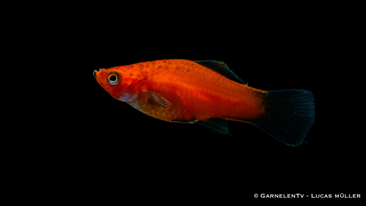 Jungfische des Schwertträgers Rot Wagtail
