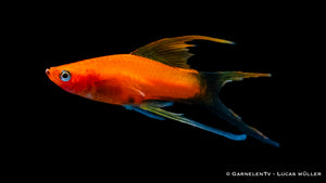Aquarium mit Schwertträgern Rot Wagtail und Pflanzen