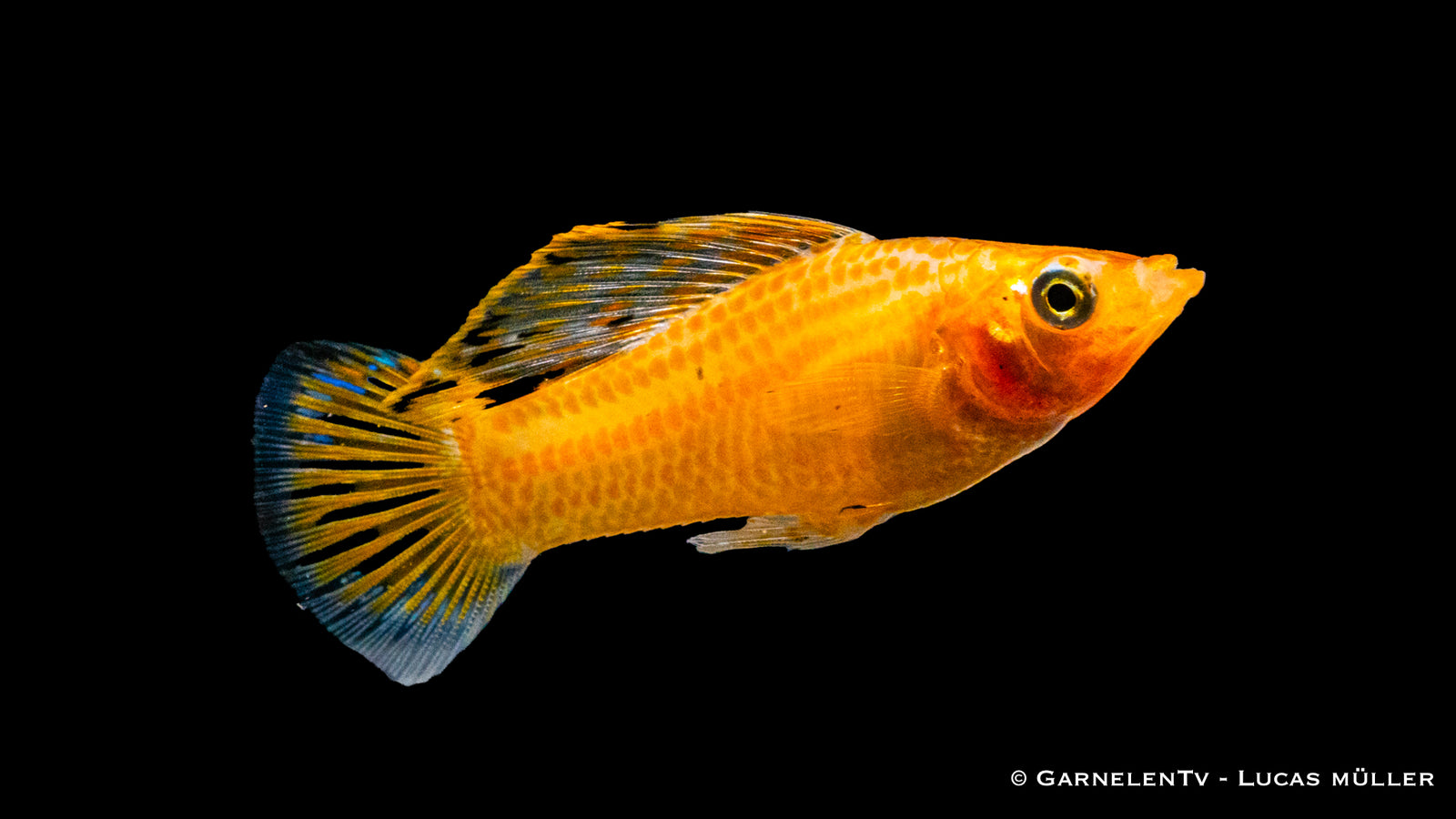 Segelkärpfling Gold (Poecilia velifera) im Aquarium