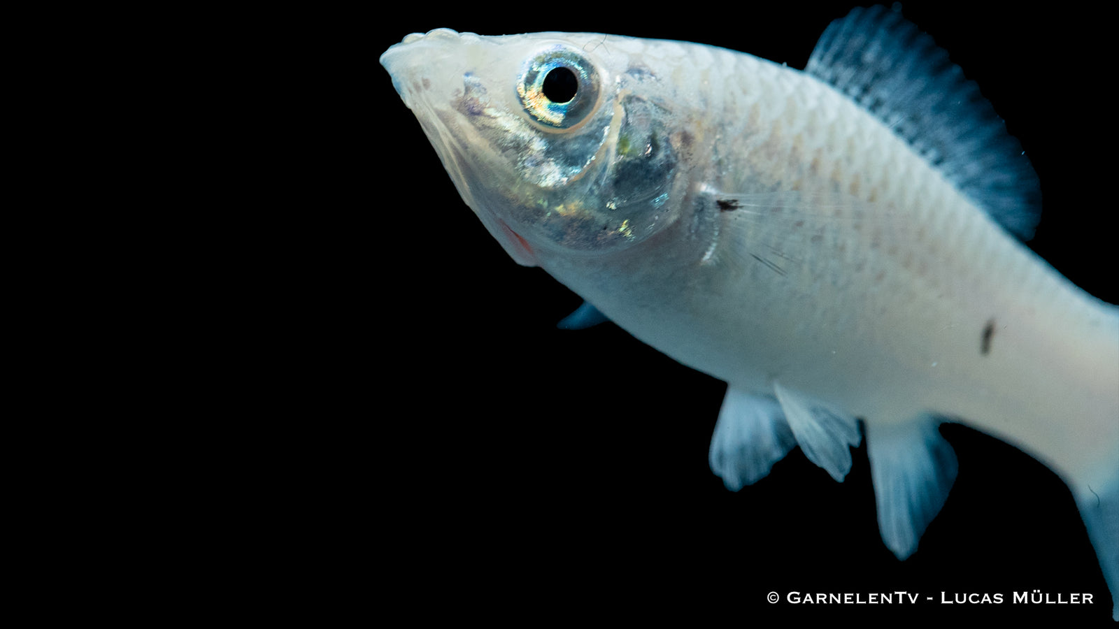 Molly silber (Poecilia sphenops) im Aquarium