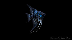 Skalar Blue Clown - Pterophyllum scalare