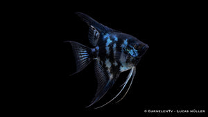 Skalar Blue Clown - Pterophyllum scalare
