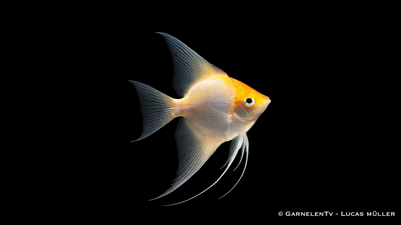 Skalar gold  - Pterophyllum scalare