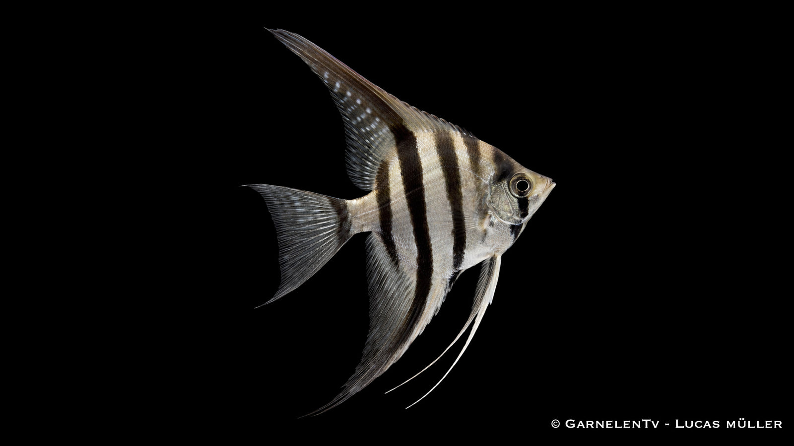 Skalar Inirida Altum - Pterophyllum altum