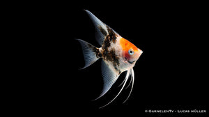 Skalar Koi Red - Pterophyllum scalare