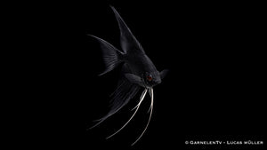 Skalar Schwarz - Pterophyllum scalare