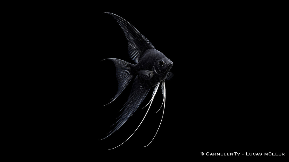 Skalar Schwarz - Pterophyllum scalare