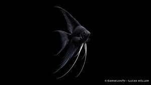 Skalar Schwarz - Pterophyllum scalare