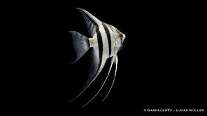 Skalar Zebra - Pterophyllum scalare