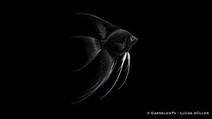 Skalar schwarz schleier - Pterophyllum scalare
