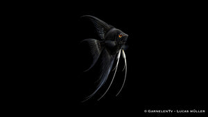 Skalar schwarz schleier - Pterophyllum scalare