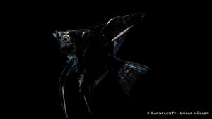 Pterophyllum scalare – Gruppenhaltung von Marmor Skalaren