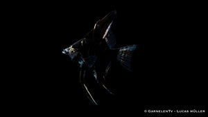 Marmor Skalar – wunderschöner Zierfisch für Süßwasseraquarien