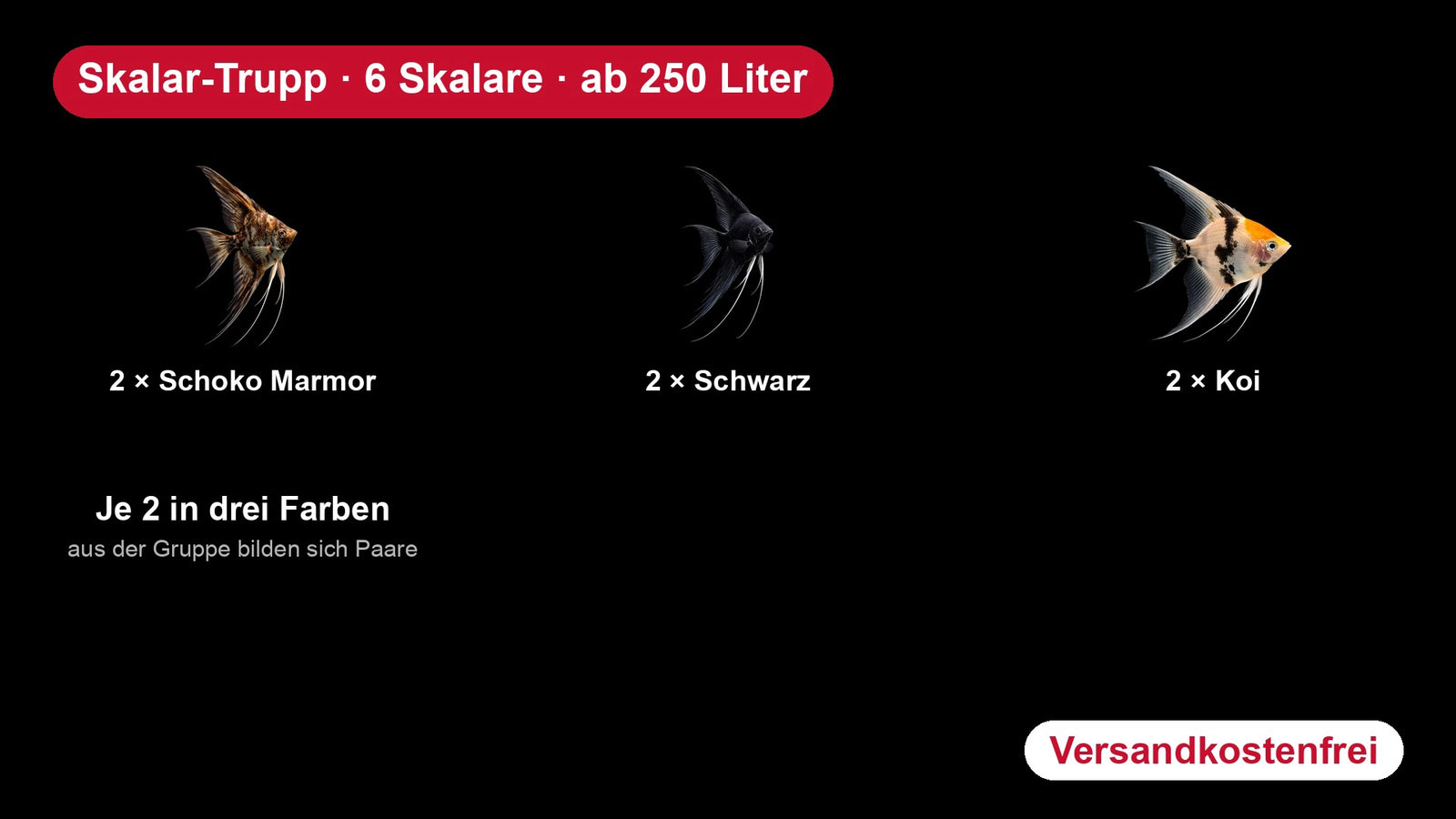 Skalar-Trupp – 6 Skalare in 3 Farben für Aquarien ab 250 Liter (Pterophyllum scalare)